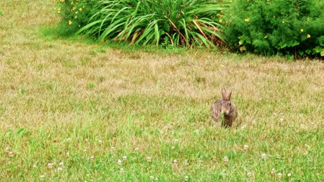 cottontail rabbit eating clover on the grass at the park