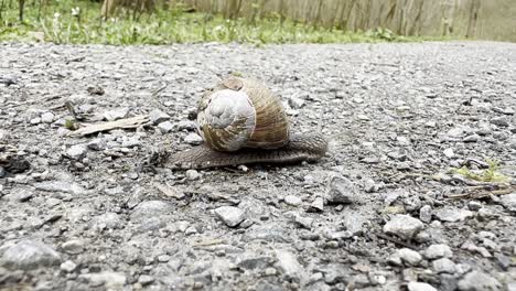 Braune-Schnecke-überquert-Steinigen-Waldweg,-Nahaufnahme,-Seitenansicht