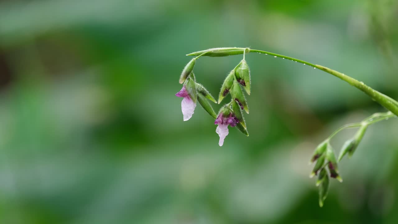 capullos de flores y bulbos goteando agua y moviéndose con un poco de viento después de la lluvia, tailandia