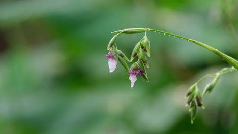 flower buds and bulbs dripping water and moving with some wind after the rain, thailand