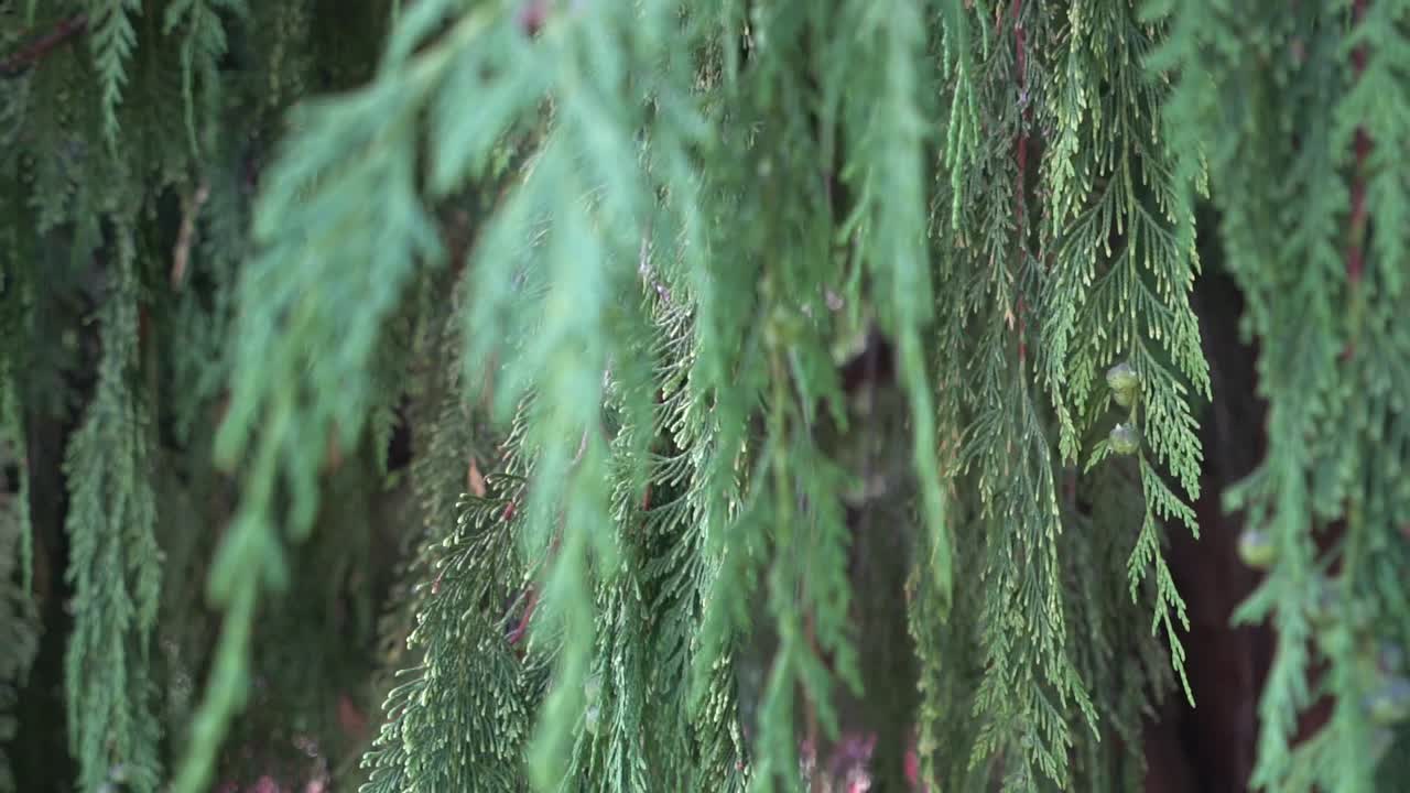 sauce en un día de verano de cerca