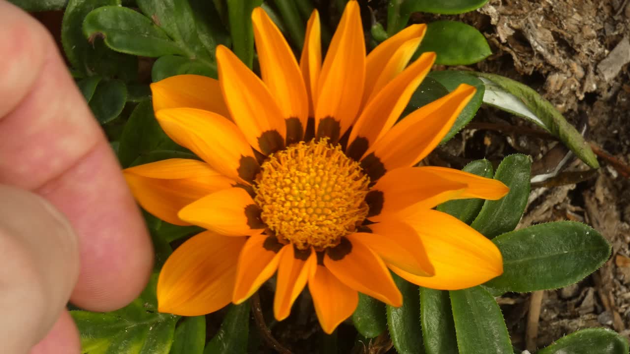A topdown shot of a Gazania Linearis flower. A hand comes in the shot from the left and touches the bright yellow flower petals. Below are green leaves.