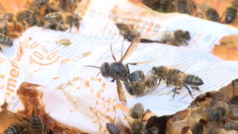 abejas en panal