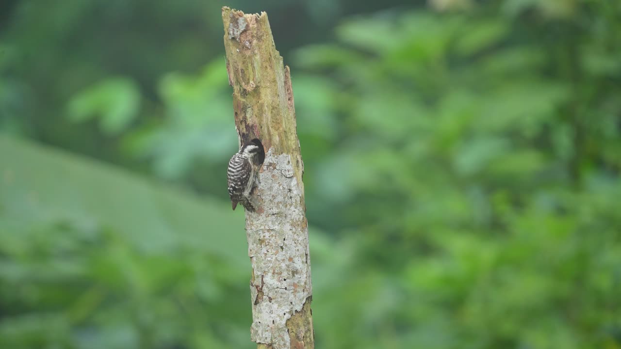 Woodpecker on a tree trunk