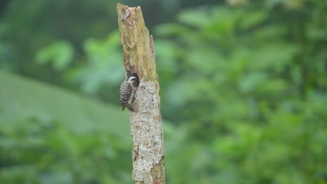 Woodpecker on a tree trunk