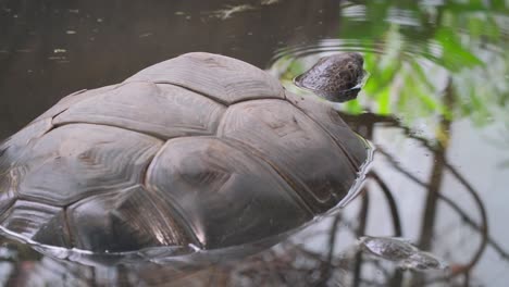 a giant gray turtle in the water