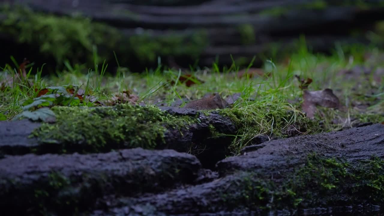 Slow motion of bank vole moving low through moss, twitching and sniffing in forest light