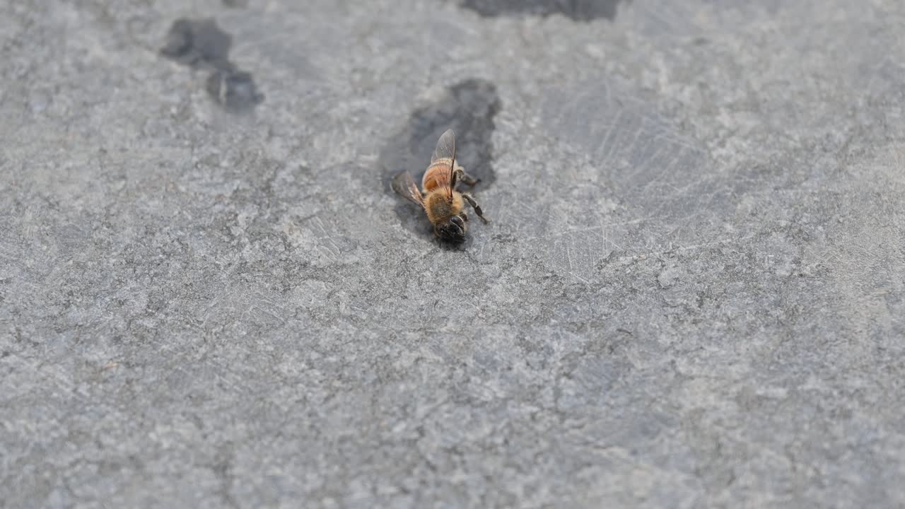 물 웅이 에 떨어진 후 바닥 에 누워 있는 부상 을 입은 벌