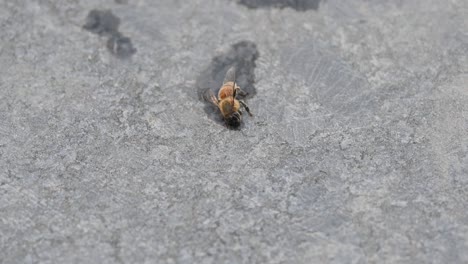 una abeja herida tendida en el suelo después de caer en una piscina de agua