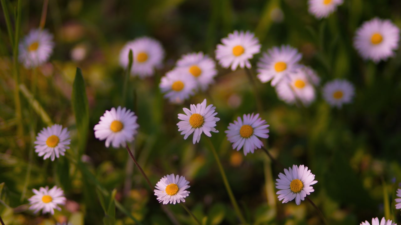 Delicate petals of a common daisy flower bathed in warm afternoon sunlight, slowed down close-up