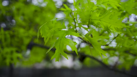 oak tree leaves blowing in the wind
