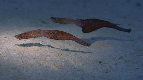 Robuster-Geisterpfeifenfisch,-Der-Schwimmende-Algen-Imitiert