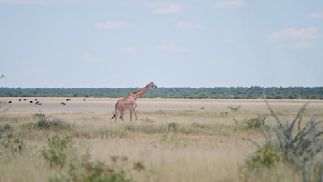giraffe in the african savannah
