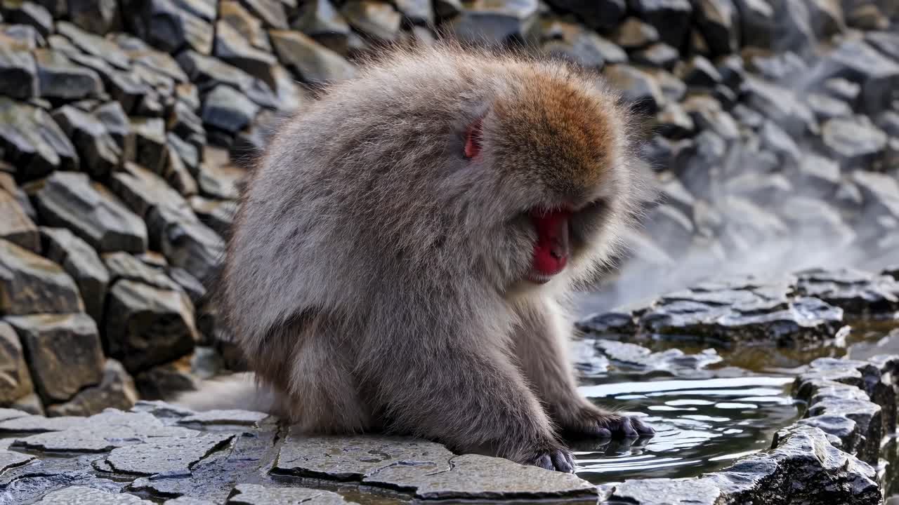 岩場の温泉にいるニホンザルのクローズアップビデオ静止画。アイレベルで捉えられている。