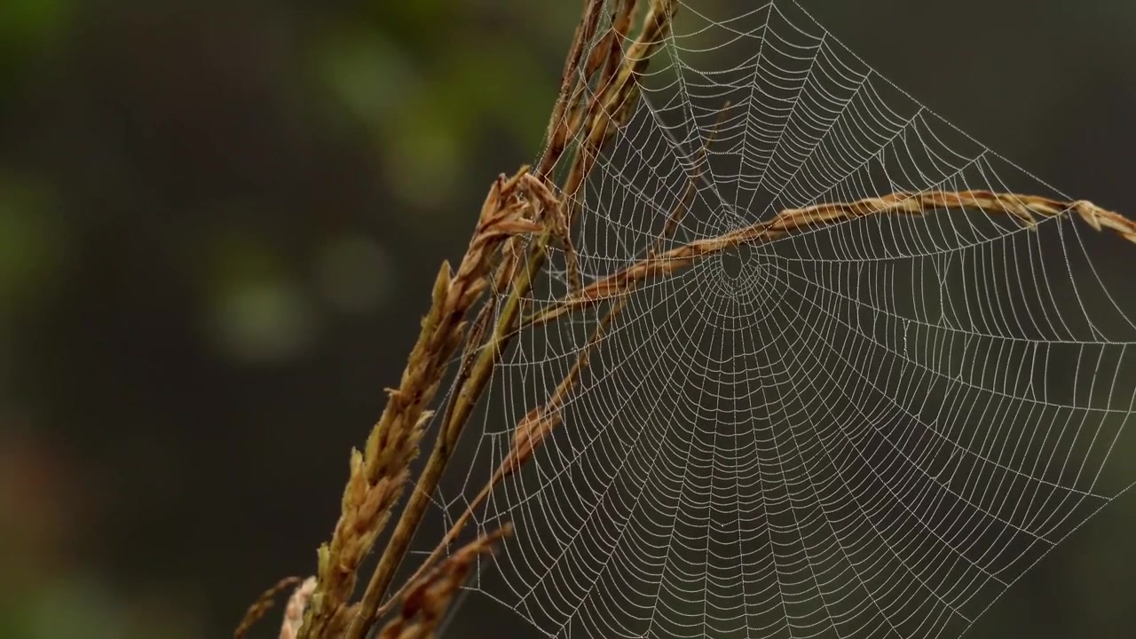 An orb weaver spider web covered with fresh morning dew drops gently moves in the slow autumn breeze in a natural outdoor environment in Himachal Pradesh, India.