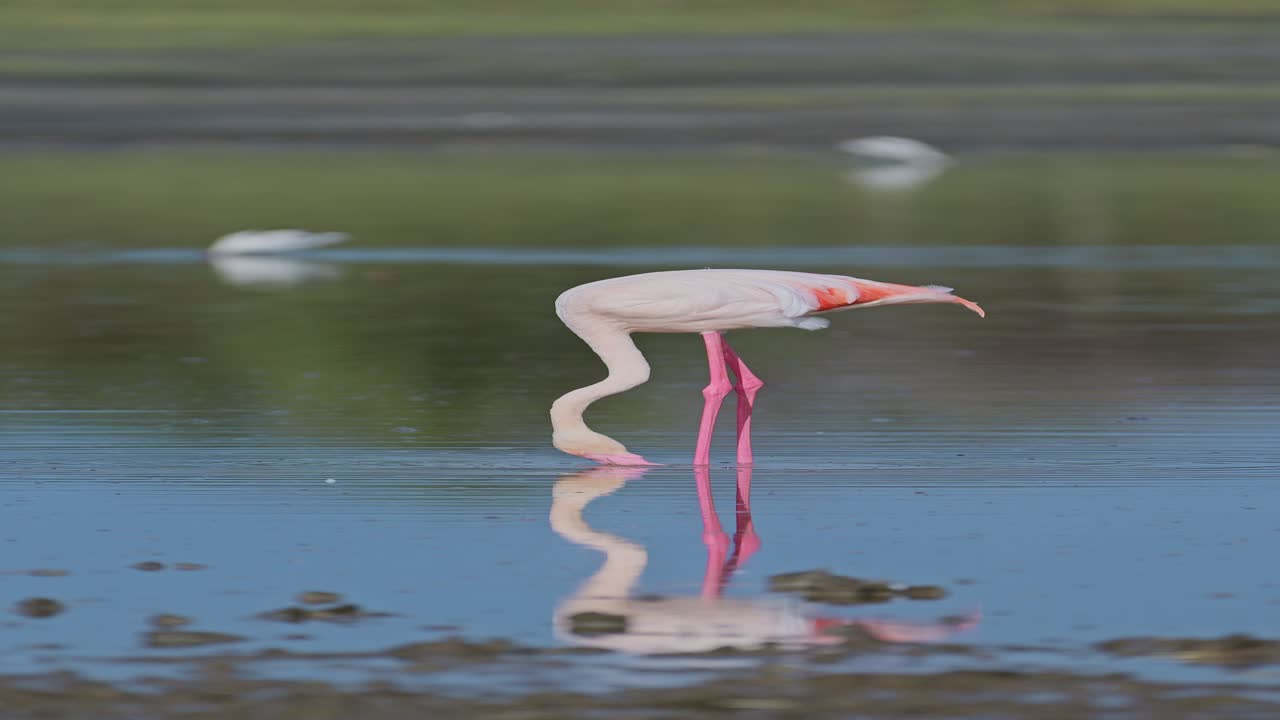 flamingo alimentándose en un lago en áfrica, flamencos rosados video vertical para redes sociales, instagram reels y tiktok en el área de conservación de ngorongoro en el parque nacional de ndutu en tanzania en safari africano