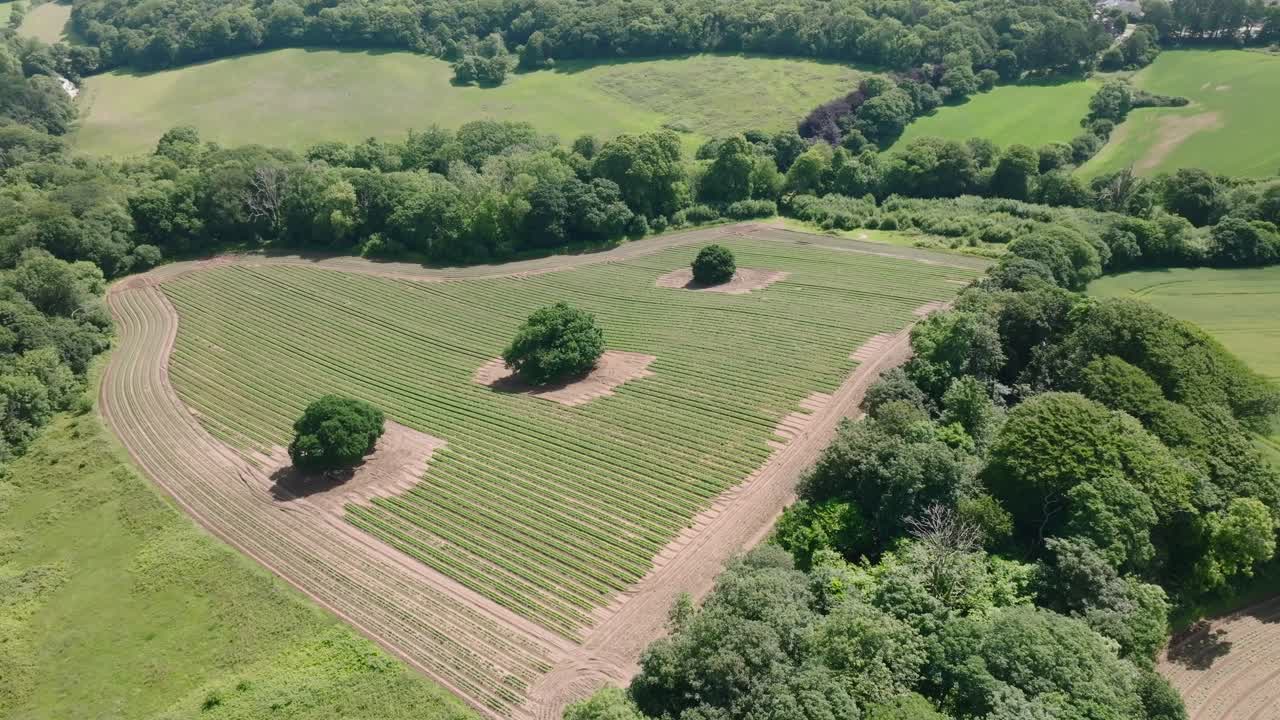 Isolated trees in field with rows of cut grass surrounded by vibrant green woodland and hedgerows. Summer, Cornwall, UK.