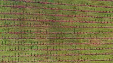 Granja-De-Bambú-Africano-Disparada-De-Arriba-Hacia-Abajo-Con-Un-Dron