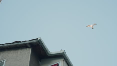 building with seagulls