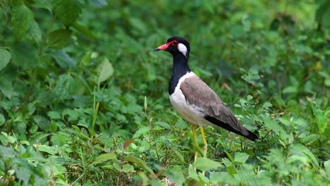 the red-wattled lapwing is one of the most common birds of thailand