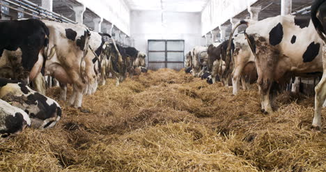 modern farm barn with milking cows eating hay cows feeding on dairy farm 4