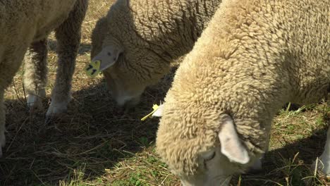 Several-White-Sheep-Grazing-In-Field-At-Daytime-In-Anseong-Farmland,-Gyeonggi-do,-South-Korea