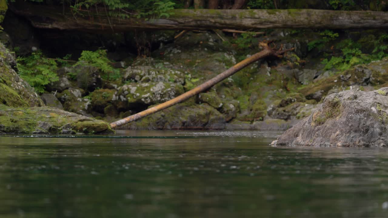 A salmon jumps out of the river during the annual salmon run in British Columbia. SLOW MOTION