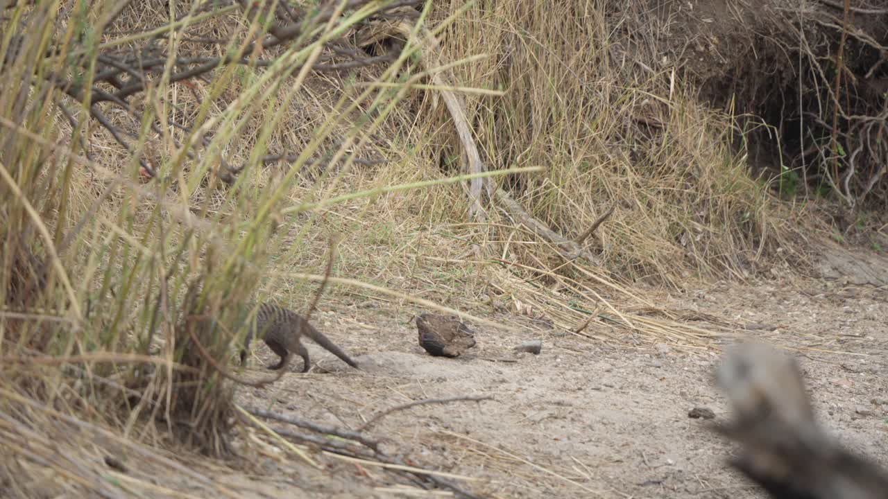 Una mangusta fasciata (Mungos mungo) entra nell'inquadratura, annusa il terreno con attenzione prima di camminare dietro un cespuglio e uscire dall'inquadratura. Filmato naturalistico al rallentatore, Parco Nazionale Kruger, Sudafrica