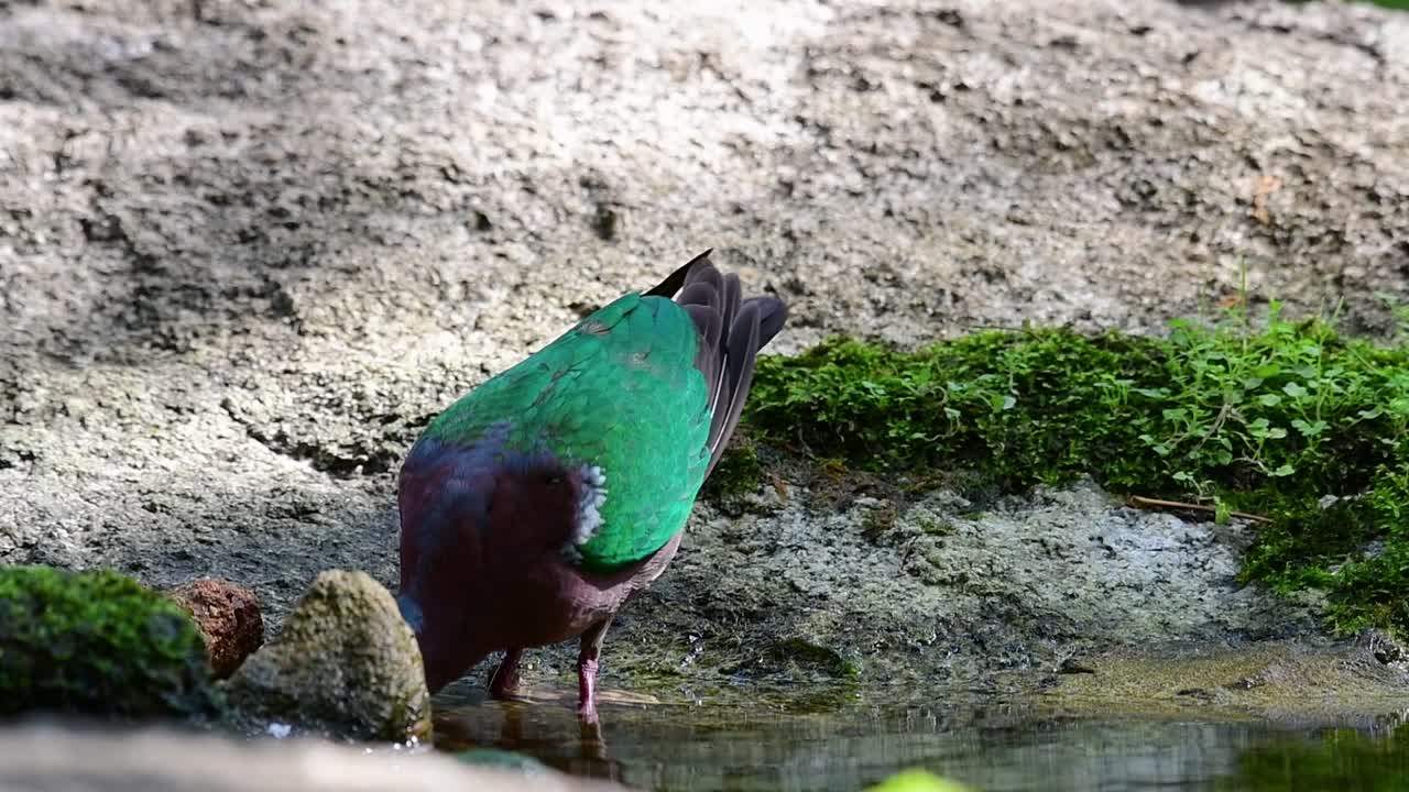 더운 날 숲에서 목욕을 한 후 손질하는 일반적인 에메랄드 비둘기, chalcophaps indica, 느린 동작