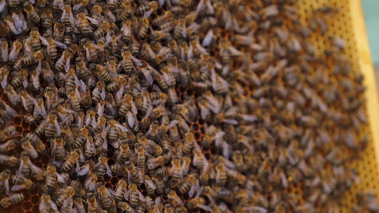 Working bees on honeycomb. Frames of a bee hive. Apiculture