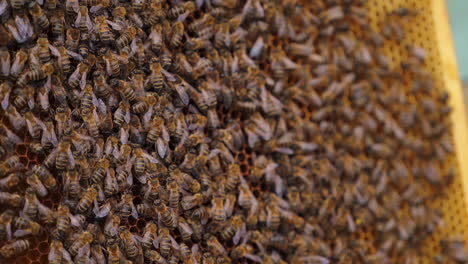 working bees on honeycomb. frames of a bee hive. apiculture