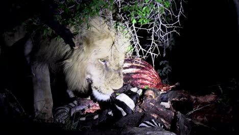 close view of male lion feeding on zebra carcass at night, spotlight