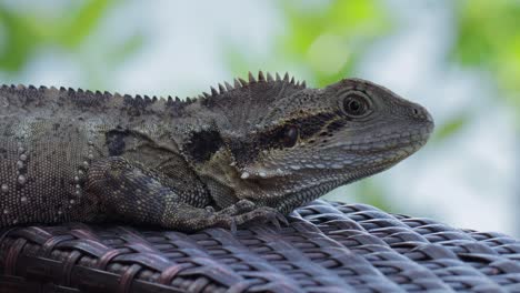 static close up shot of an australian water dragon intellagama lesueurii lying on rattan furniture spotted on the gold coast during an exciting trip through beautiful australia