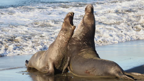 Elefantes-Marinos-Luchando-A-Lo-Largo-Del-Borde-Del-Agua-En-La-Costa-De-California-En-Los-Estados-Unidos-De-América