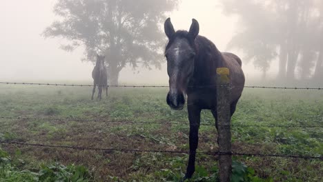 curious horses in a foggy pasture carefully watching something from behind a wiry fence