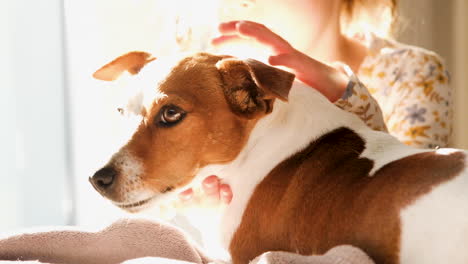 Jack-Russell-Verträgt-Streicheln-Und-Kuscheln-Vom-Kleinkind