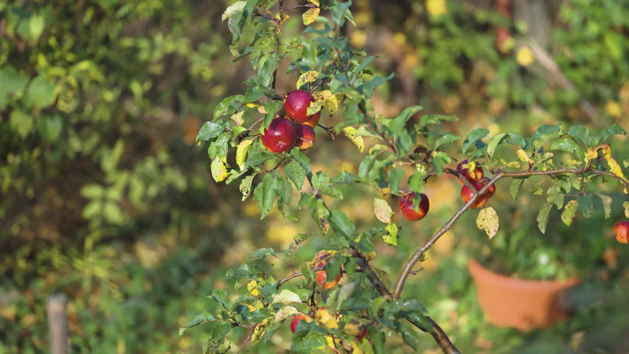 Mele rosse mature sui rami del melo