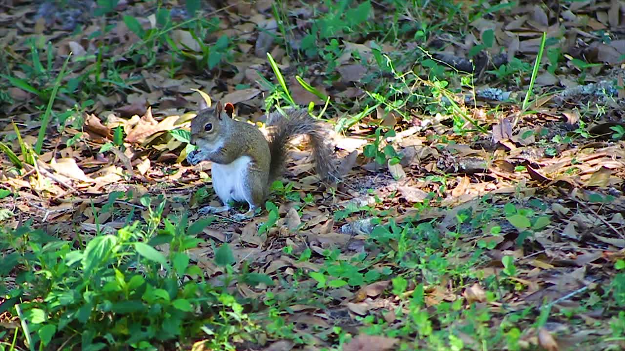 ardilla disfrutando de una comida en un suelo cubierto de hojas, con la luz del día filtrándose a través de los árboles