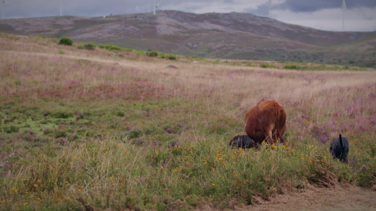 parque nacional geres hermosos perros pastores vigilando las vacas en cámara lenta