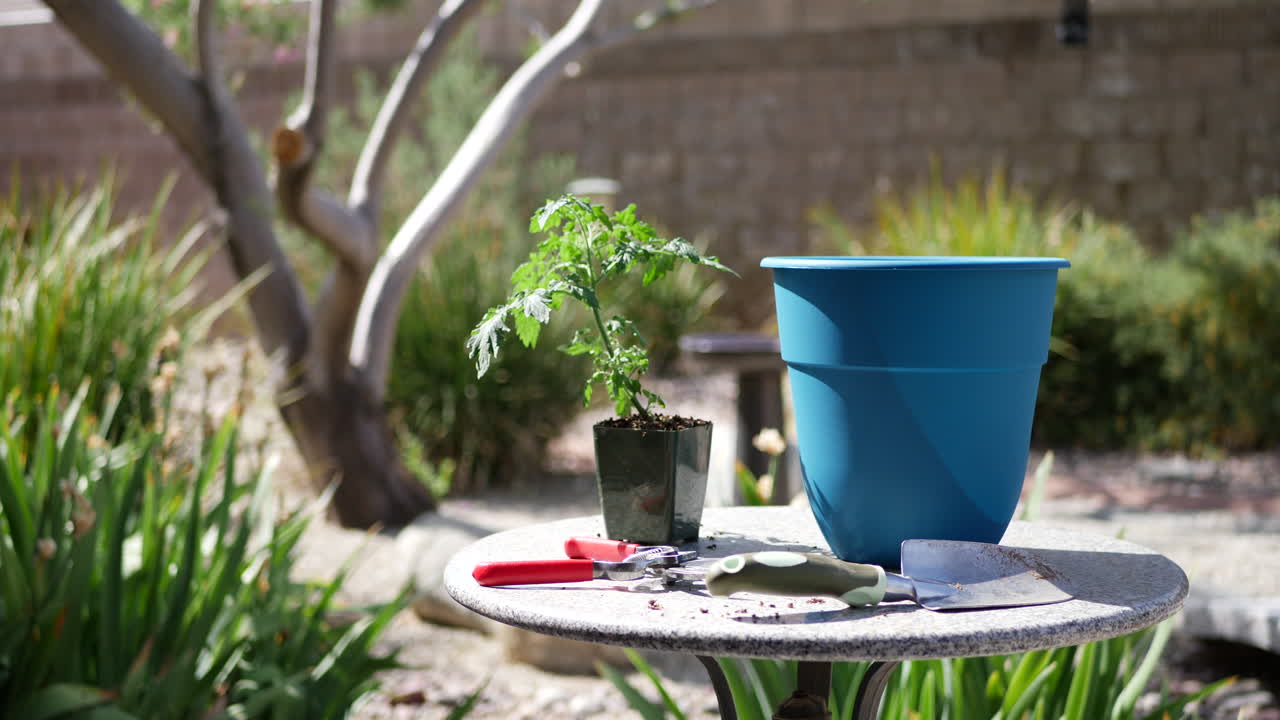 Hands of a gardener planting a tomato plant with gardening tools and a pot