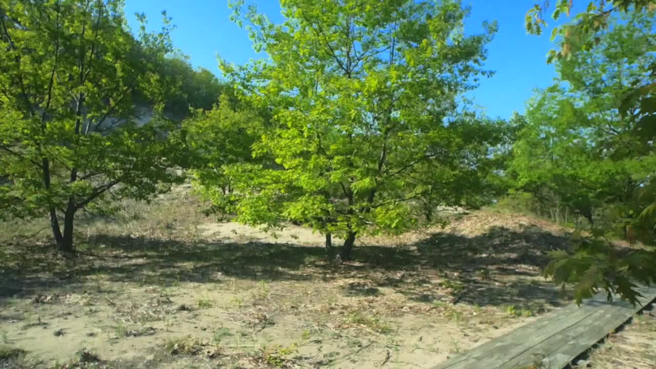 Casual stroll on a boardwalk surrounded by green trees during spring.