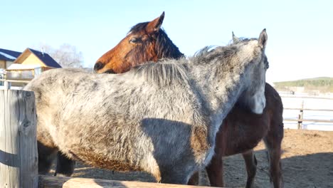dos caballos que se unen