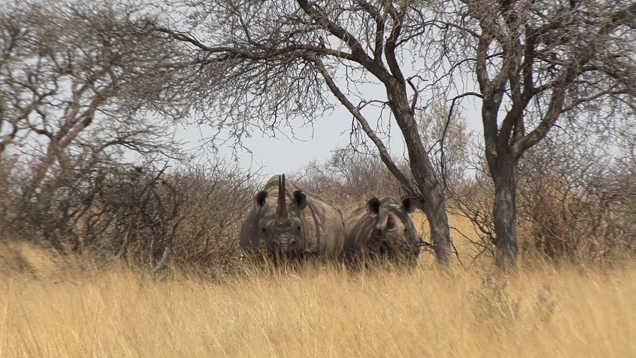 Il rinoceronte nero estremamente raro e in via di estinzione e il suo cucciolo sotto un'acacia nel Kalahari