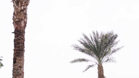 Palmera-En-El-Viento-Con-Cielo-De-Fondo-Blanco-En-Egipto,-Hurghada