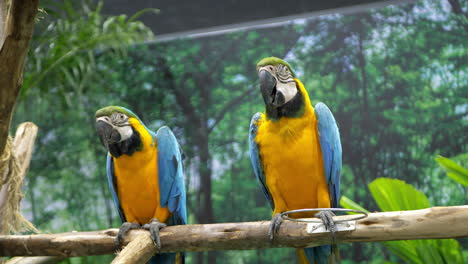 two blue-and-gold macaws perching on a man-made branch are looking around and squawking inside a zoo in bangkok, thailand