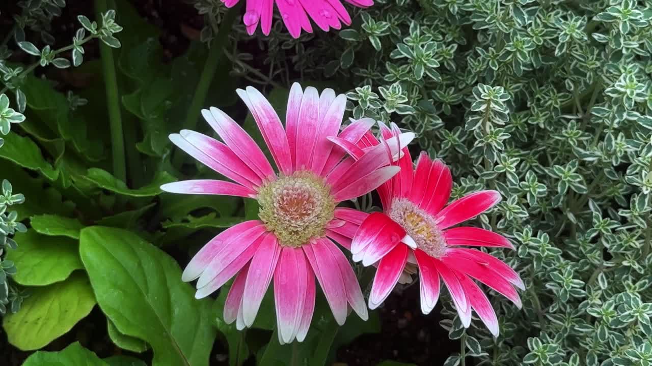 Fiori rosa vivaci sbocciano tra un lussureggiante fogliame verde, creando una vivace scena da giardino