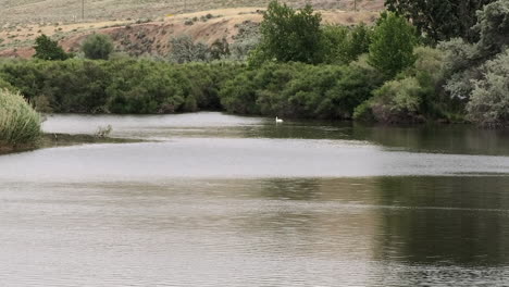 White-Pelican-swims-peacefully-as-Great-Blue-Heron-flies-across-river