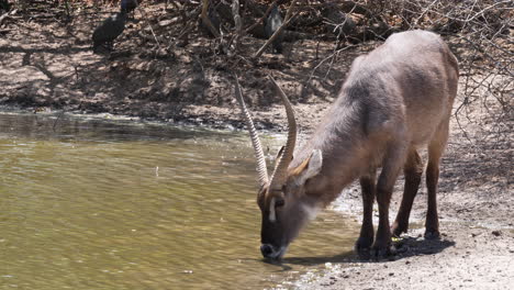 waterbuck drinking water by the waterhole in botswana, south africa