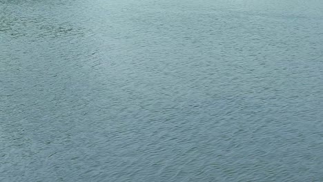 serene view of water surface gently rippling with wind. natural wave patterns relaxing and aesthetic effect.