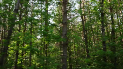 view of lush green forest from a moving car, trees passing